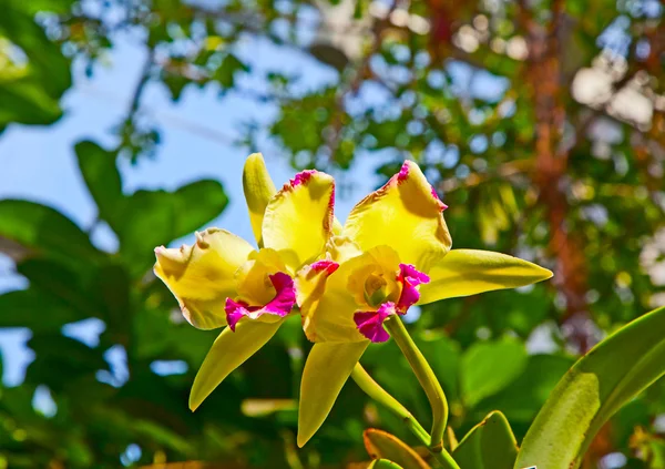 Orchideen im botanischen Garten — Stockfoto