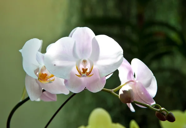 Орхідеї в ботанічному саду — стокове фото