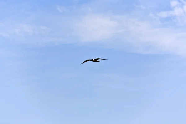 Pelikán letící na obloze — Stock fotografie