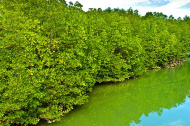 Mangrove Ormanı