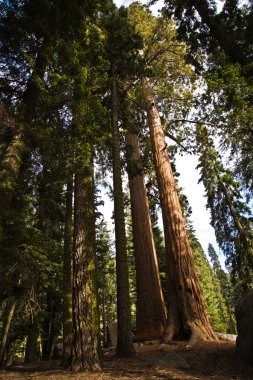 uzun ve büyük SEQUOIAS güzel sequoia national Park