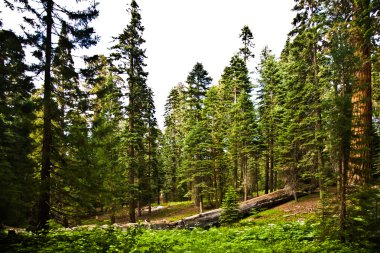 uzun ve büyük SEQUOIAS güzel sequoia national Park