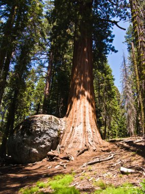 uzun ve büyük SEQUOIAS güzel sequoia national Park