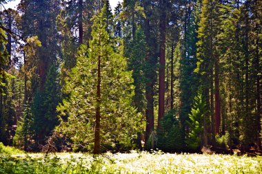 uzun ve büyük SEQUOIAS güzel sequoia national Park