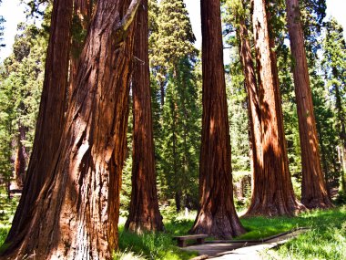 uzun ve büyük SEQUOIAS güzel sequoia national Park