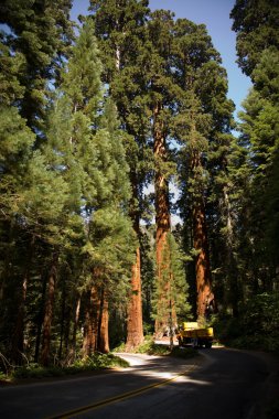 ünlü büyük Sekoya ağaçları, sequoia Ulusal pa duruyorsun