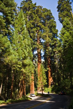 ünlü büyük Sekoya ağaçları, sequoia Ulusal pa duruyorsun