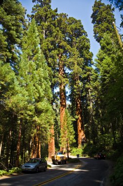 ünlü büyük Sekoya ağaçları, sequoia Ulusal pa duruyorsun