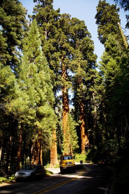 ünlü büyük Sekoya ağaçları, sequoia Ulusal pa duruyorsun