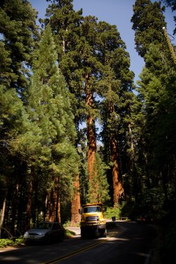 ünlü büyük Sekoya ağaçları, sequoia Ulusal pa duruyorsun