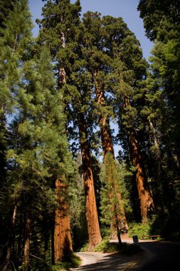 ünlü büyük Sekoya ağaçları, sequoia Ulusal pa duruyorsun