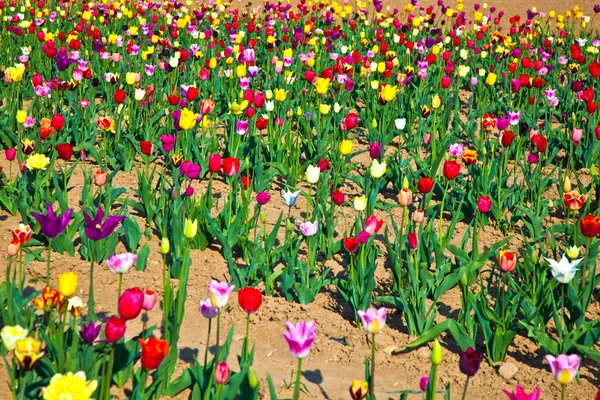 Pole z kwitnący kolorowe tulipany — Zdjęcie stockowe