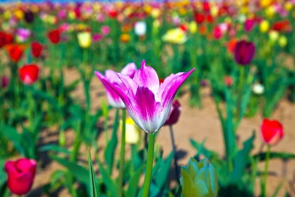 Campo con tulipanes de colores florecientes —  Fotos de Stock