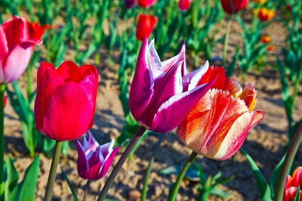 Поле с цветущими цветущими тюльпанами — стоковое фото