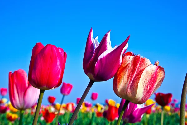 A virágzó színes tulipán mező — Stock Fotó
