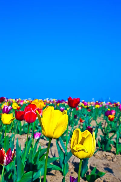 Kare işalan ile çiçeklenme renkli Lale — Stok fotoğraf