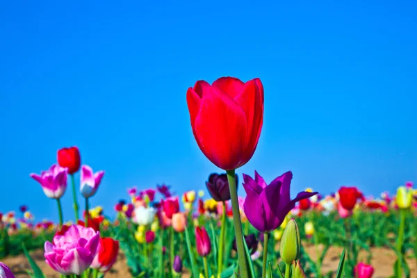 咲く色とりどりのチューリップ フィールド — ストック写真