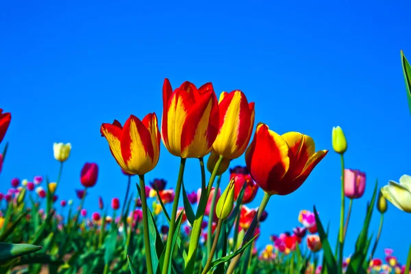 Pole z kwitnący kolorowe tulipany — Zdjęcie stockowe