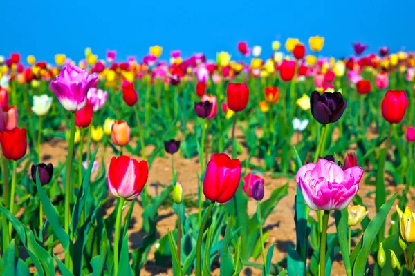Поле з квітучими різнокольоровими тюльпанами — стокове фото