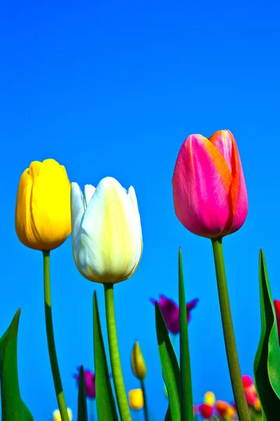 Feld mit blühenden bunten Tulpen — Stockfoto