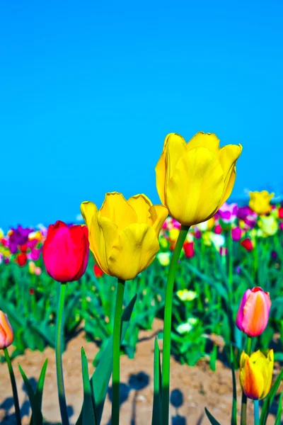 Champ avec des tulipes colorées en fleurs — Photo