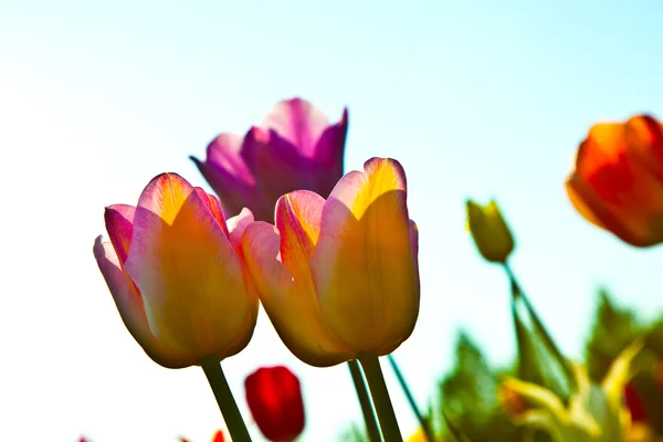 Pole s kvetoucí barevné tulipány — Stock fotografie