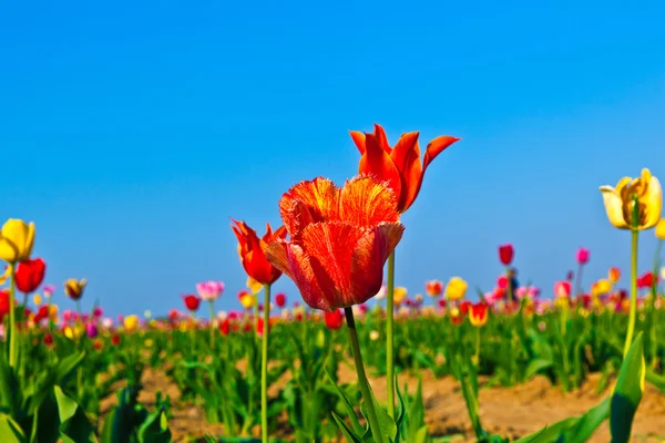 Campo com tulipas coloridas florescendo — Fotografia de Stock