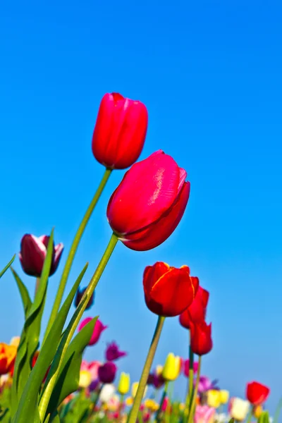 Fält med blommande färgglada tulpaner — Stockfoto
