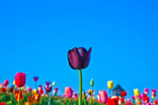 Campo con tulipanes de colores florecientes — Foto de Stock