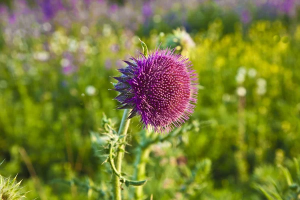 Thistle in meadow in morning light — Stock Photo, Image