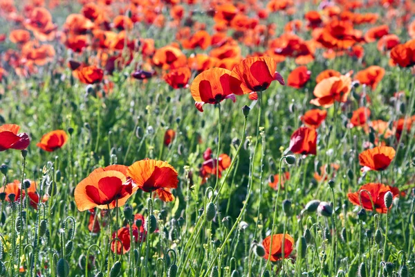 Coloridas flores de amapola roja en el prado — Foto de Stock