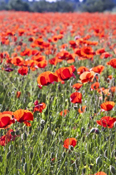 Coloridas flores de amapola roja en el prado —  Fotos de Stock