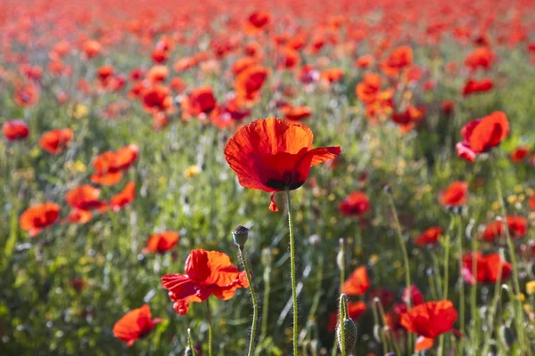 Coloridas flores de amapola roja en el prado — Foto de Stock