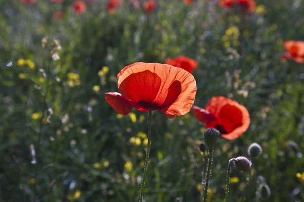 Coloridas flores de amapola roja en el prado —  Fotos de Stock