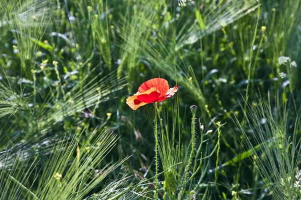 七彩红罂粟花朵在草地上 — 图库照片