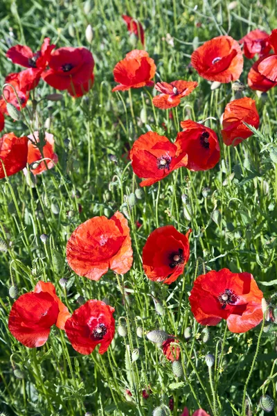 七彩红罂粟花朵在草地上 — 图库照片