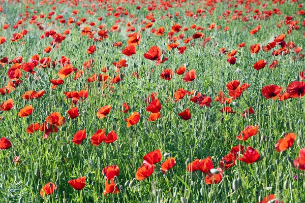 stock image Colorful red poppy flowers in the meadow