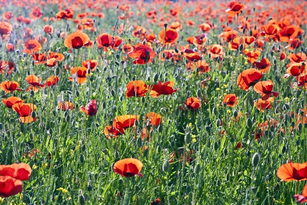 Colorful red poppy flowers in the meadow — Stock Photo, Image