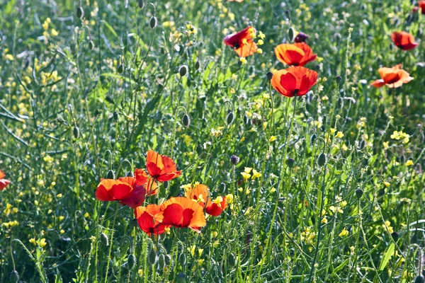Barevný červený mák květiny na louce — Stock fotografie
