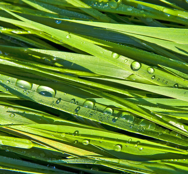 Green wheat grass with dewdrops in the morning