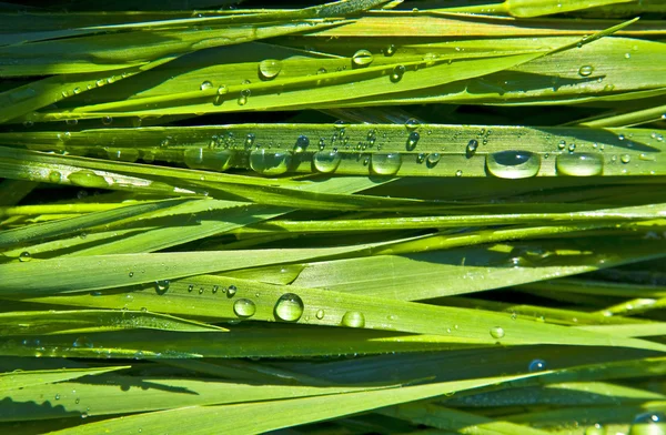 stock image Green wheat grass with dewdrops in the morning