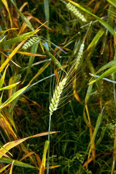 Кукурузное поле с шипами в деталях — стоковое фото