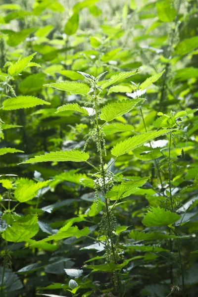 Stinging nettle in detail — Stock Photo, Image