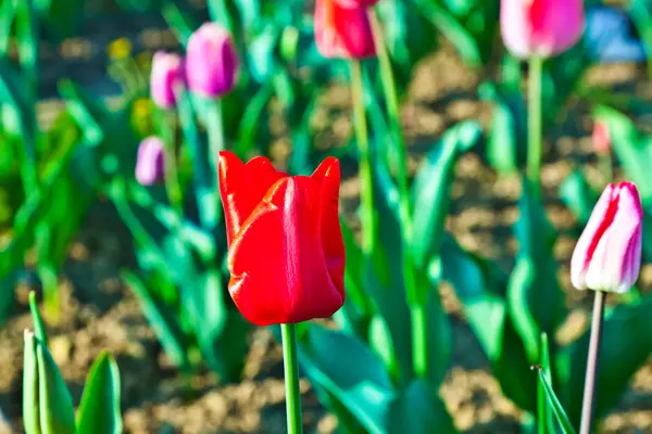 Jarní pole s kvetoucí barevné tulipány — Stock fotografie