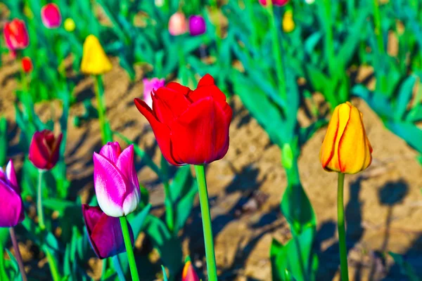 Frühlingsfeld mit blühenden bunten Tulpen — Stockfoto