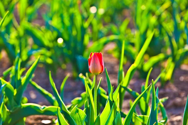 Lente veld met bloeiende kleurrijke tulpen — Stockfoto