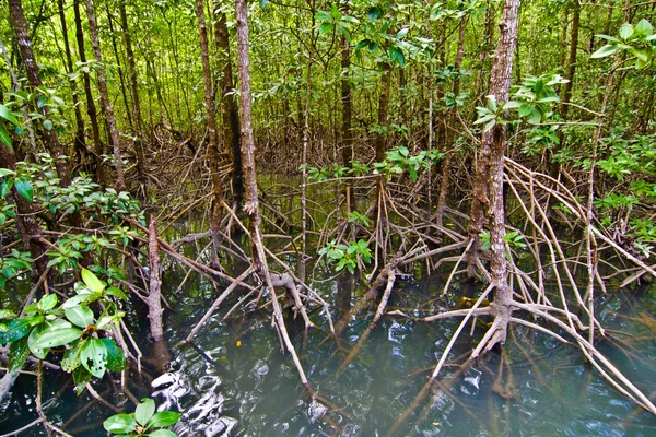 Foresta di mangrovie — Foto Stock