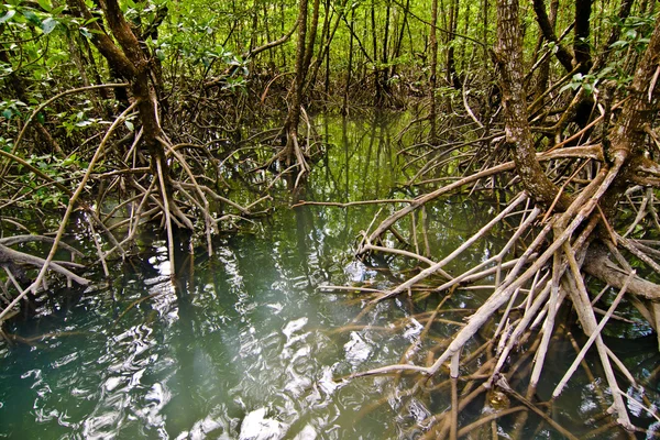Mangrovový les — Stock fotografie