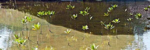 Mangrove Forest — Stock Photo, Image