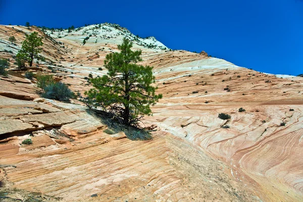 Wonderful landscape around Mt. Carmel, Zion National Parc — Stock Photo, Image